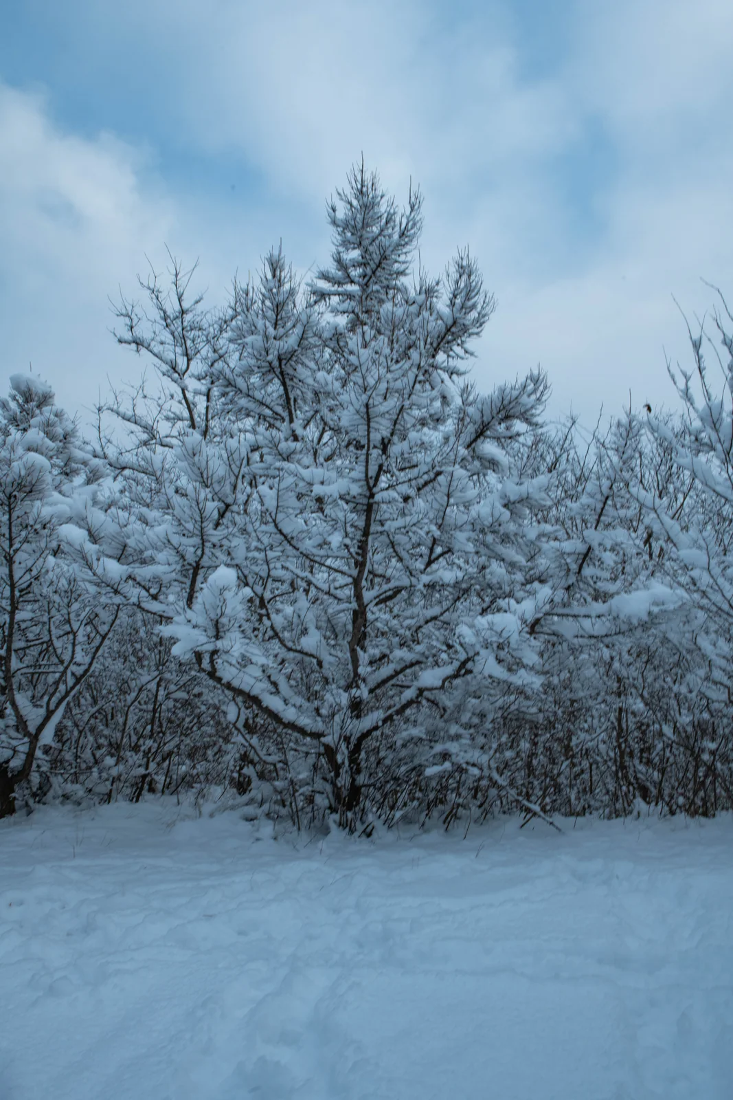 香山雪景中的第 7 幅摄影作品（DSC_9940）