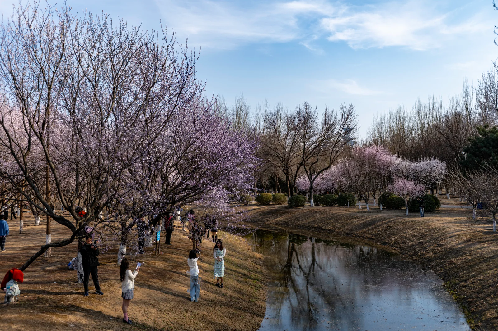 奥森公园春日中的第 4 幅摄影作品（DSC_5907-HDR）