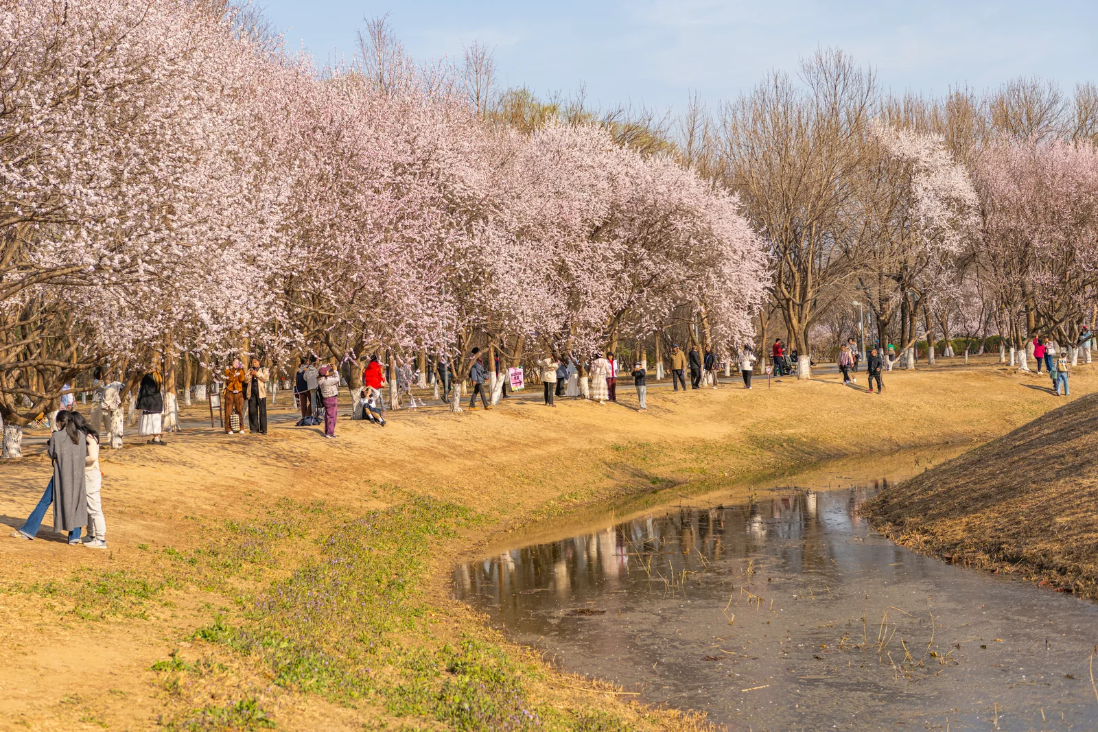 奥森公园春日中的第 9 幅摄影作品（DSC_5927-HDR）