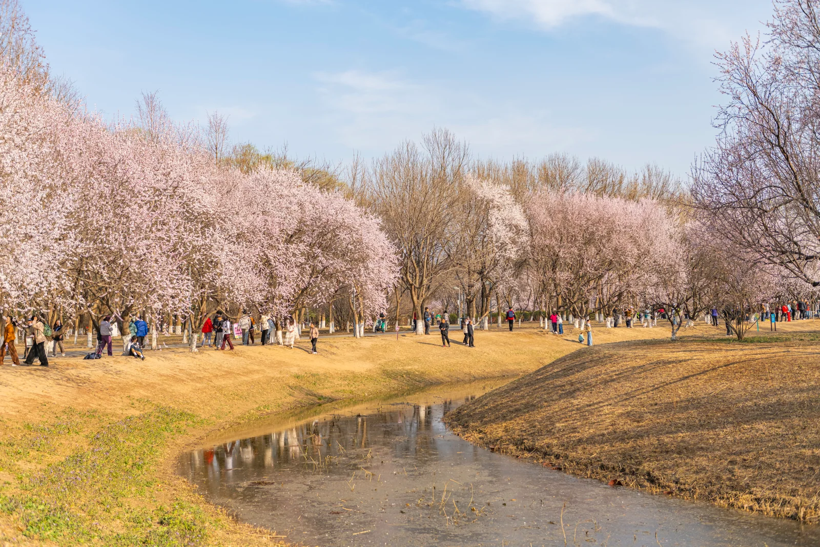 奥森公园春日中的第 10 幅摄影作品（DSC_5930-HDR）
