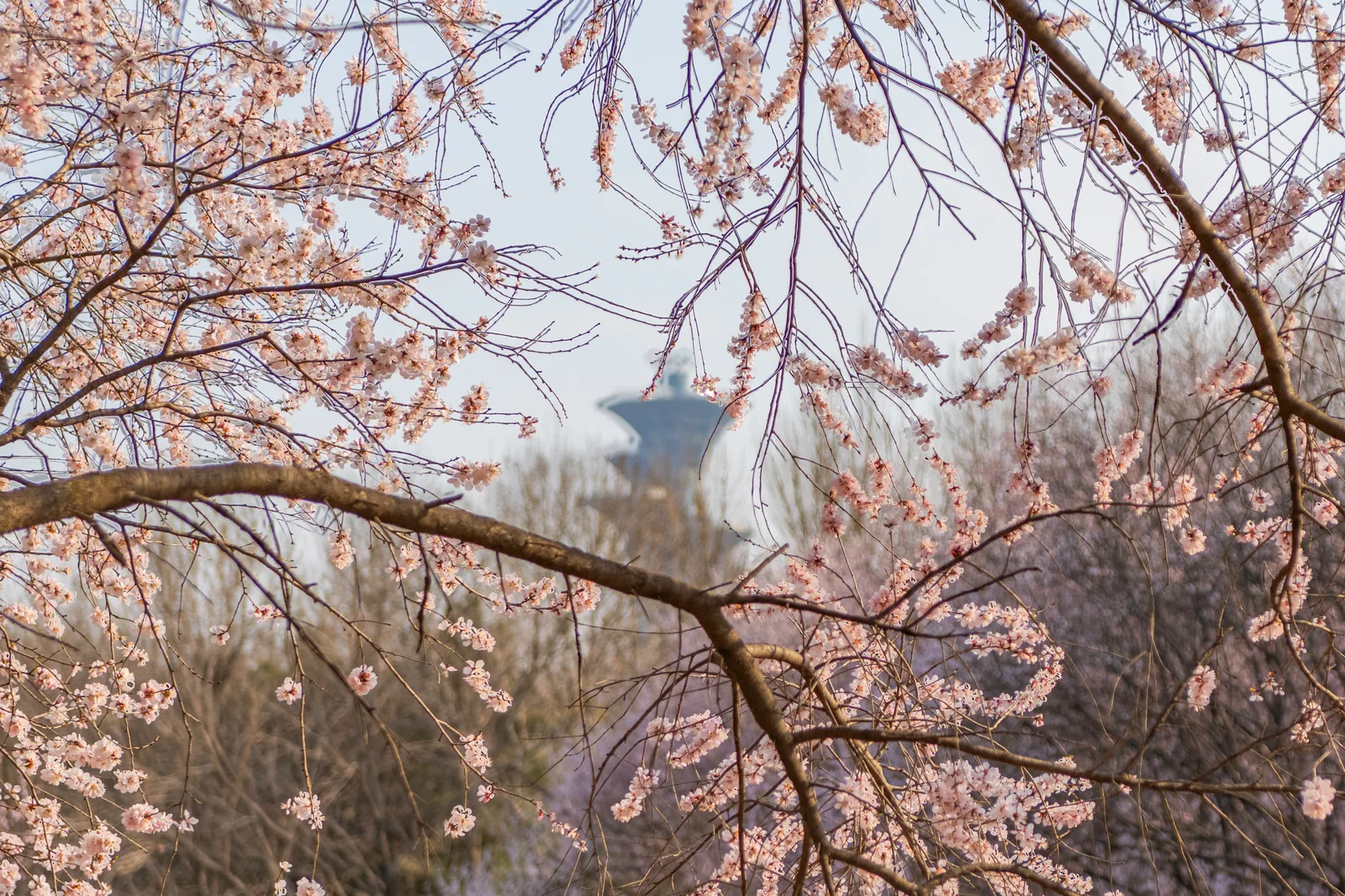 奥森公园春日中的第 11 幅摄影作品（DSC_5964-HDR）