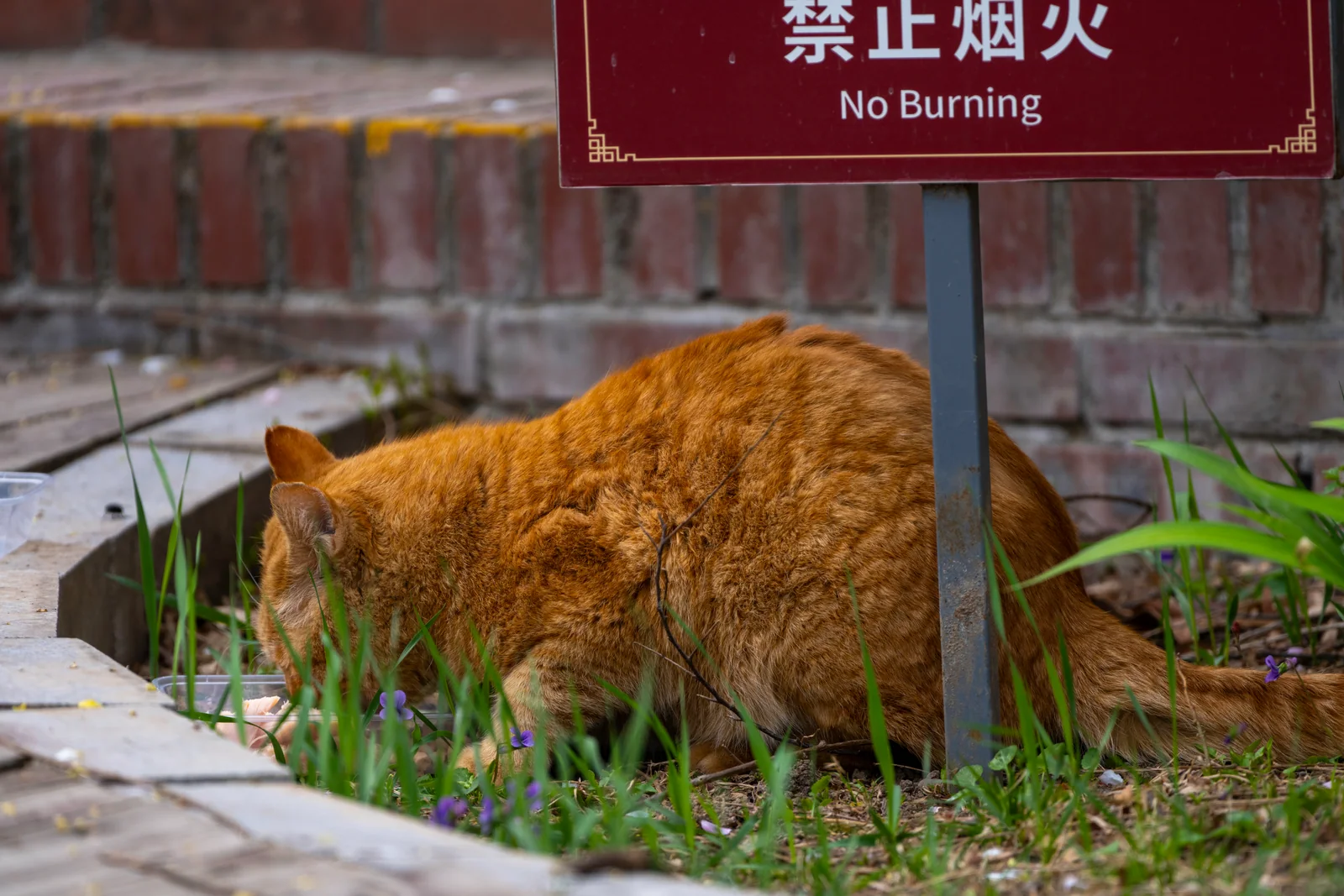 玉渊潭春色中的第 3 幅摄影作品（DSC_6577）